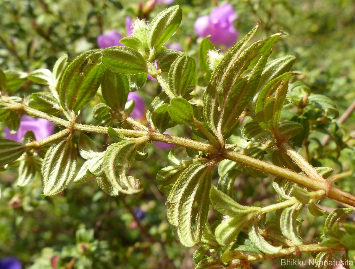 Osbeckia parvifolia Arn.
